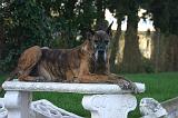DOGUE ALLEMAND 895